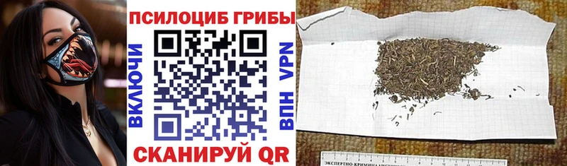 где можно купить   Афипский  Псилоцибиновые грибы ЛСД 